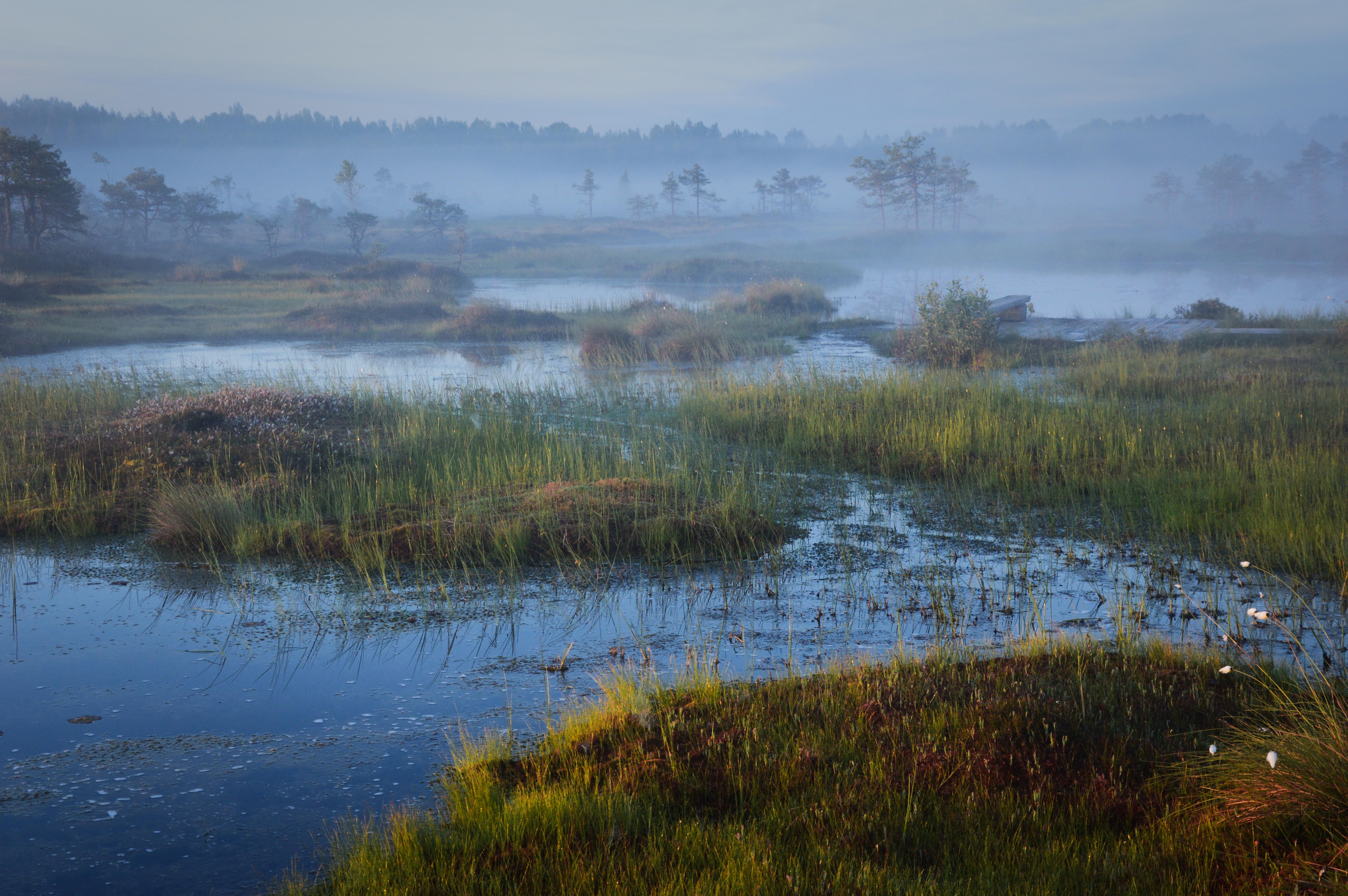 Riisa Bog, Estonia, © Ivo Kruusamägi