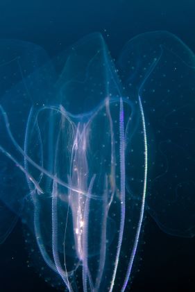 Siphonophore